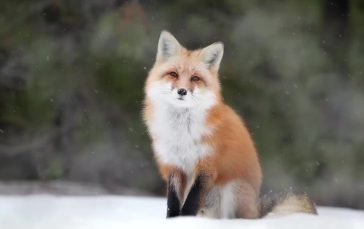 Winter-Fox-Thumb