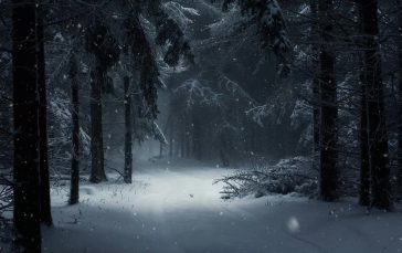 Forest-with-snow-in-winter-thumb