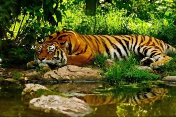 Tiger-resting-near-lake-thumb