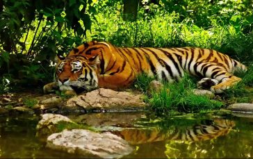 Tiger-resting-near-lake-thumb