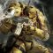 Imperial Fists Warhammer 40k Live Wallpaper