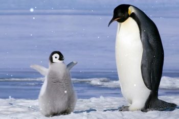 Baby-emperor-penguin-dance-thumb