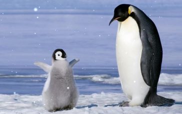 Baby-emperor-penguin-dance-thumb