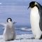 Baby Emperor Penguin Dance Live Wallpaper