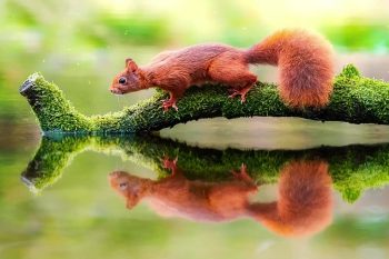 Squirrel-reflection-thumb