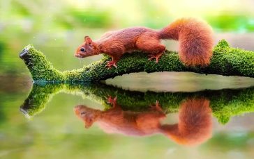 Squirrel-reflection-thumb