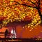 Autumn Sunset On The Lake Live Wallpaper