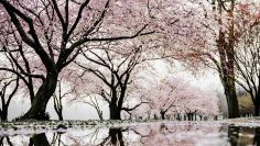Sakura Tree Live Wallpaper - WallpaperWaifu