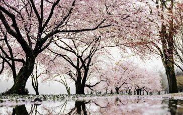 Cherry-blossom-season-in-london-thumb