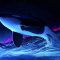 Dolphin Night Orca Whale Live Wallpaper