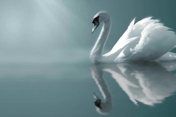 Mute-swan-reflection-thumb