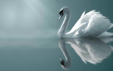 Mute-swan-reflection-thumb