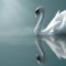 Mute Swan Reflection Live Wallpaper