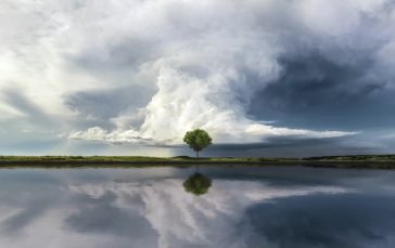 Lone Tree Reflection Lake Thumb