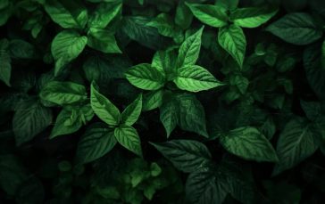 Rainfall On Leaves thumb