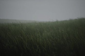 Windy Meadow thumb