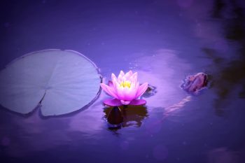 Glowing Pink Water Lily on Pond thumb